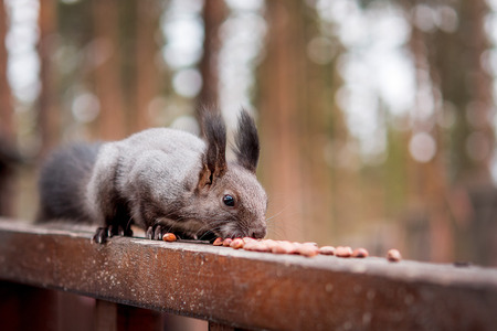 Red squirrel on a stump eating nutsの写真素材