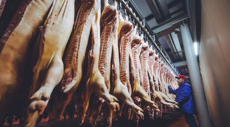 Chopped pig at a factoryの写真素材