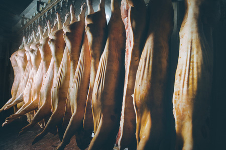 Chopped pig at a factoryの写真素材