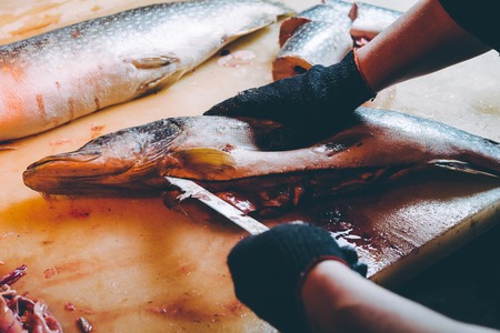 fish factory processの写真素材