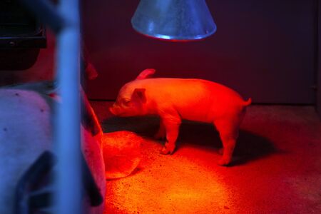 pig farm industry farming hog barn pork piglet swineの写真素材
