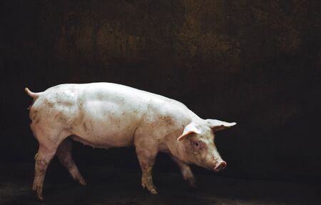 pig farm industry farming hog barn porkの写真素材