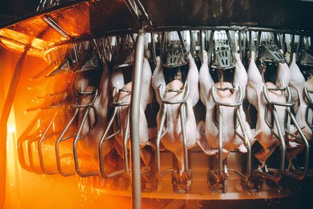 bird chicken factory line hang poultry industryの写真素材