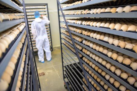 egg plant factory poultry farm stack hatchery