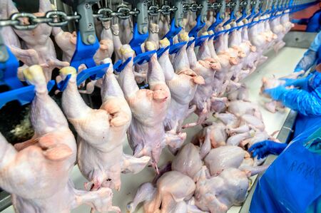 bird chicken factory line hang poultry industryの写真素材