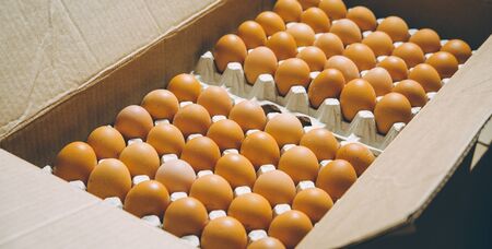 egg factory plant agriculture poultry chicken farmの写真素材