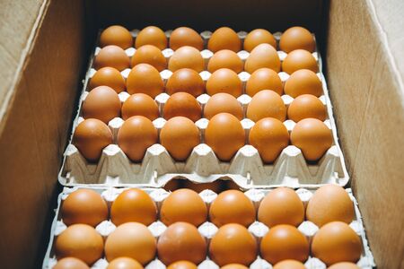 egg factory plant agriculture poultry chicken farmの写真素材