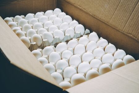 egg factory plant agriculture poultry chicken farm product industryの写真素材