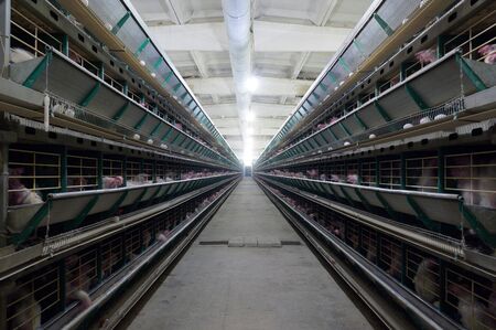 egg factory plant agriculture poultry chicken farmの写真素材