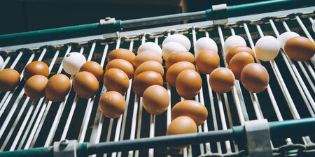 egg factory plant agriculture poultry chicken farmの写真素材