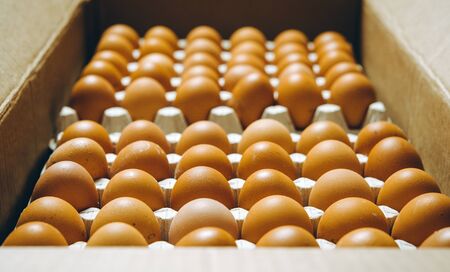 egg factory plant agriculture poultry chicken farm product industry