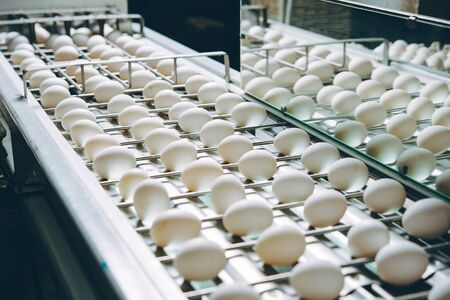 egg factory plant agriculture poultry chicken farmの写真素材