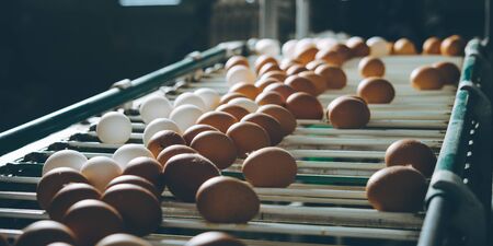 egg factory plant agriculture poultry chicken farmの写真素材