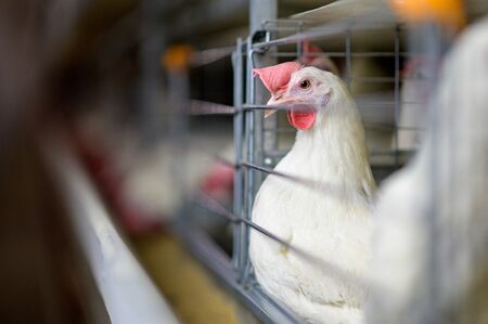 egg factory plant agriculture poultry chicken farmの写真素材