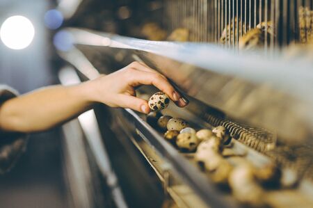 quail bird farm egg cage organic animal poultryの写真素材