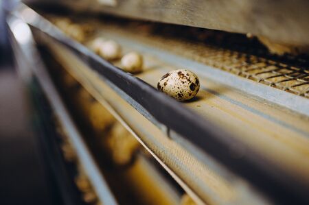 quail bird farm egg cage organic animal poultryの写真素材