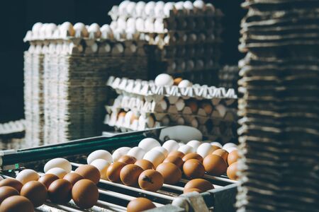 egg factory plant agriculture poultry chicken farmの写真素材