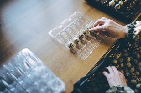 egg shell plastic worker sorting packaging quailの写真素材