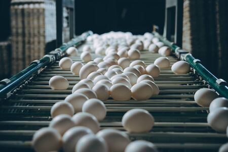 egg factory plant agriculture poultry chicken farmの写真素材