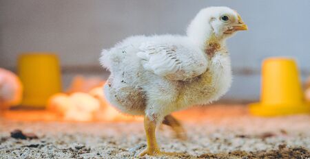 little small broiler poultry white chick bird tiny agricultureの写真素材
