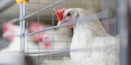 egg factory plant agriculture poultry chicken farm product industryの写真素材