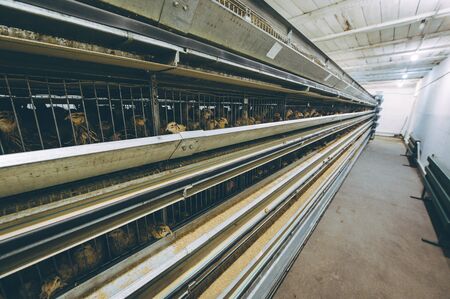 quail bird farm egg cage organic animal poultryの写真素材