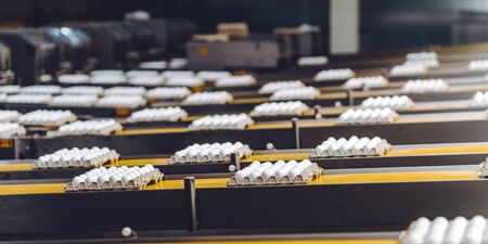 egg factory industry poultry conveyor production
