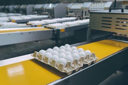 egg factory industry poultry conveyor productionの写真素材