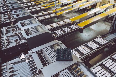 egg factory industry poultry conveyor productionの写真素材