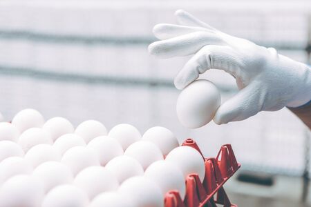 egg factory industry poultry conveyor productionの写真素材