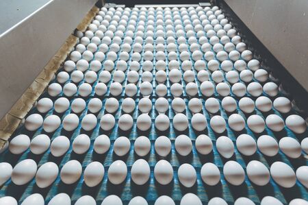 egg factory industry poultry conveyor productionの写真素材