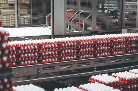 egg factory industry poultry conveyor production