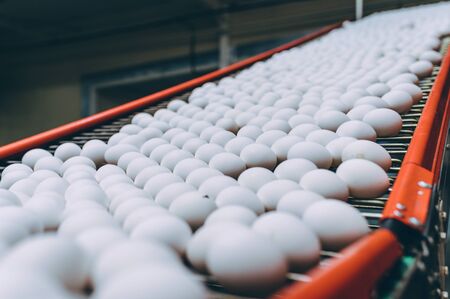 egg factory industry poultry conveyor productionの写真素材