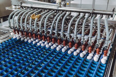 egg factory industry poultry conveyor production lineの写真素材