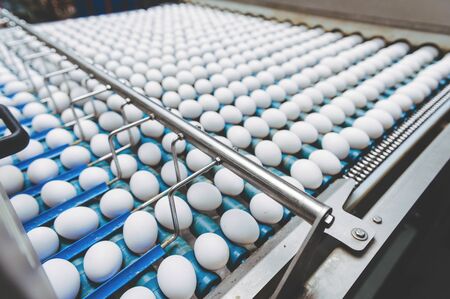 egg factory industry poultry conveyor production lineの写真素材