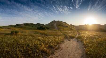 Impressive example of transformation desert into savanna in Southern Israel. The wheat spikes on the foreground are just drawksの写真素材