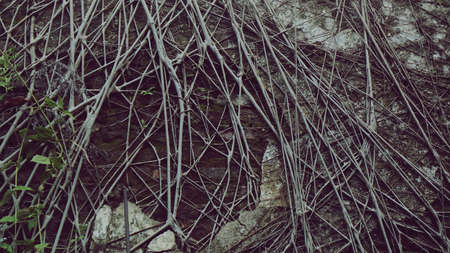Tree root on brick wall