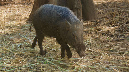 wild boar sightings in the wild