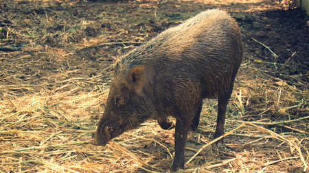 wild boar sightings in the wildの写真素材