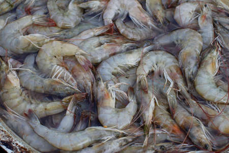 freshwater shrimp that are ready to be sold in the marketの写真素材
