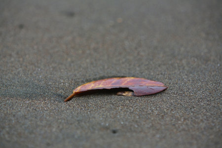 dry leaves on the beachの写真素材