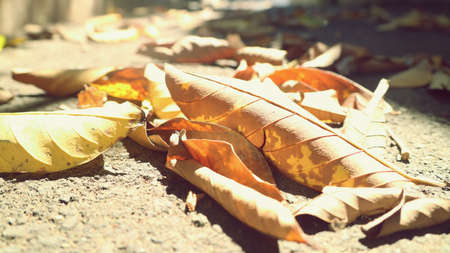 dry leaves that fall on the asphalt road