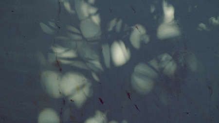 Organic drop shadow on a white wall, overlay effect for photo, mock-ups, posters, stationary, wall art, design presentationの写真素材