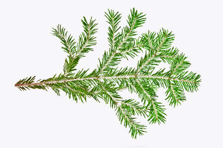 Tree branch insulation