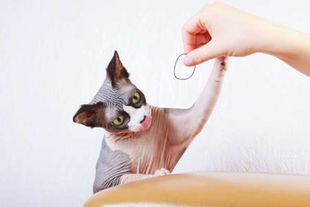 Kitten lying on handbagの写真素材