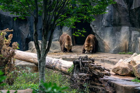 Grizzly bears walking out of a caveの写真素材