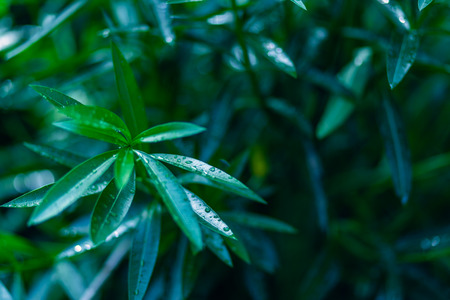 Green leaf background in focus left side