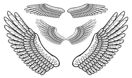 Set of bird wings with finely drawn feathers in the stamp style.のイラスト素材