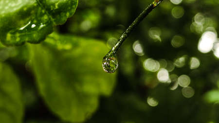 drop of water on an orange branchの写真素材