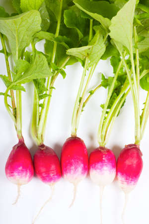 A bunch of fresh garden radishesの写真素材